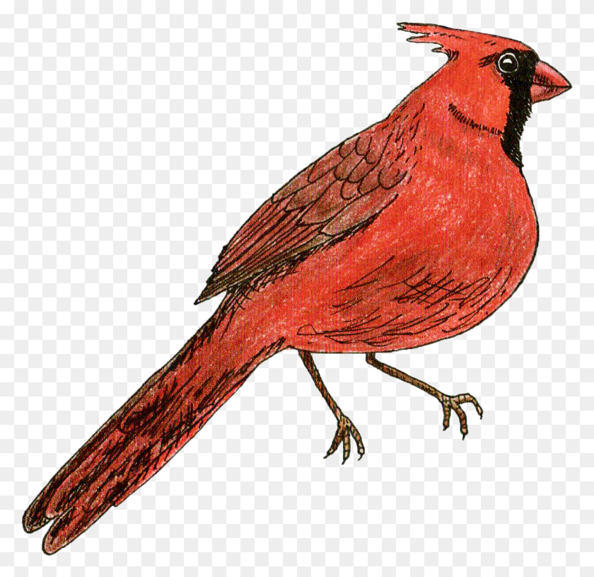1460x1414 New Birds In New England Northern Cardinal, Bird, Animal HD PNG Download
