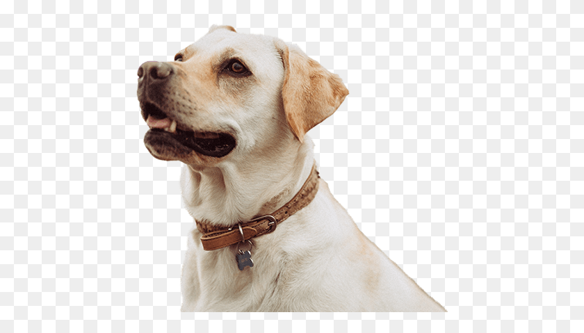 453x419 New Client Form Dog Side Profile, Pet, Canine, Animal HD PNG Download