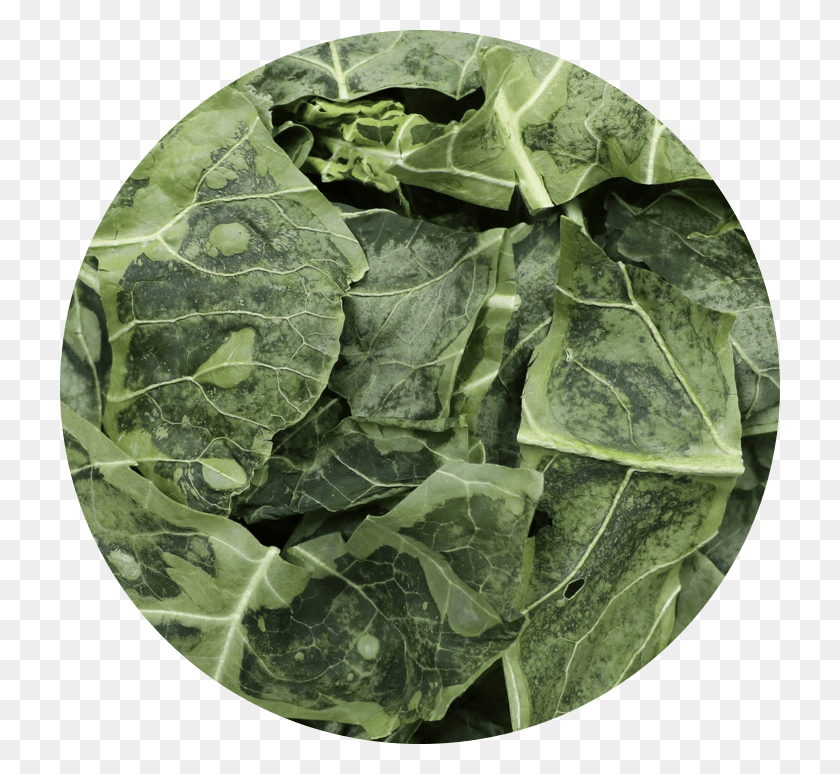 720x714 New Collard Green Size Alismatales, Plant, Leaf, Spinach HD PNG Download