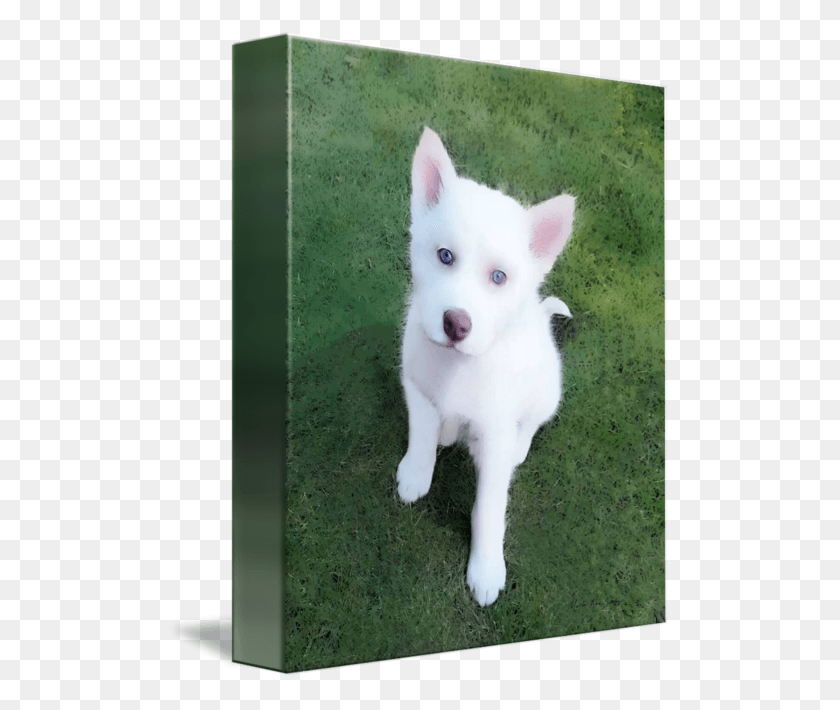504x650 New Digital Photo Siberian Husky Pup By Martha Ann Canadian Eskimo Dog, Pet, Canine, Animal HD PNG Download