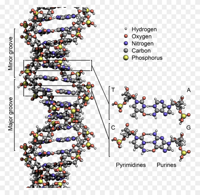 800x780 New Dna Database At Rutgers Camden To Strengthen Forensic Spider Dna Structure, Christmas Tree, Tree, Ornament HD PNG Download