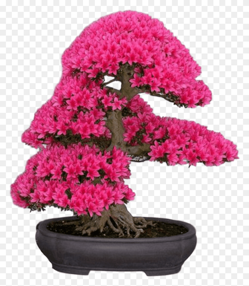 982x1137 New Japanese Cherry Blossom Seeds A Rare Japanese Variety Red Bonsai Tree, Plant, Potted Plant, Vase HD PNG Download