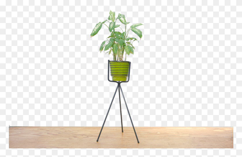 1001x624 New Made La Houseplant, Tripod, Plant, Potted Plant HD PNG Download