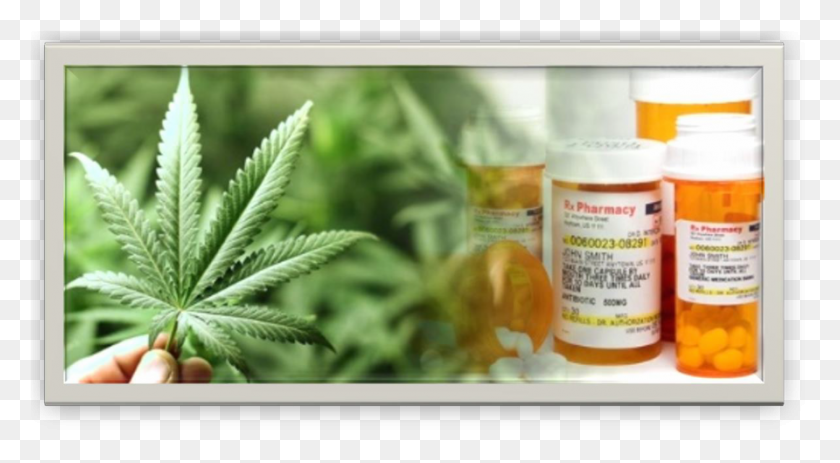 892x462 New On Line Cannabis Workplace Safety Course, Plant, Hemp, Lotion HD PNG Download