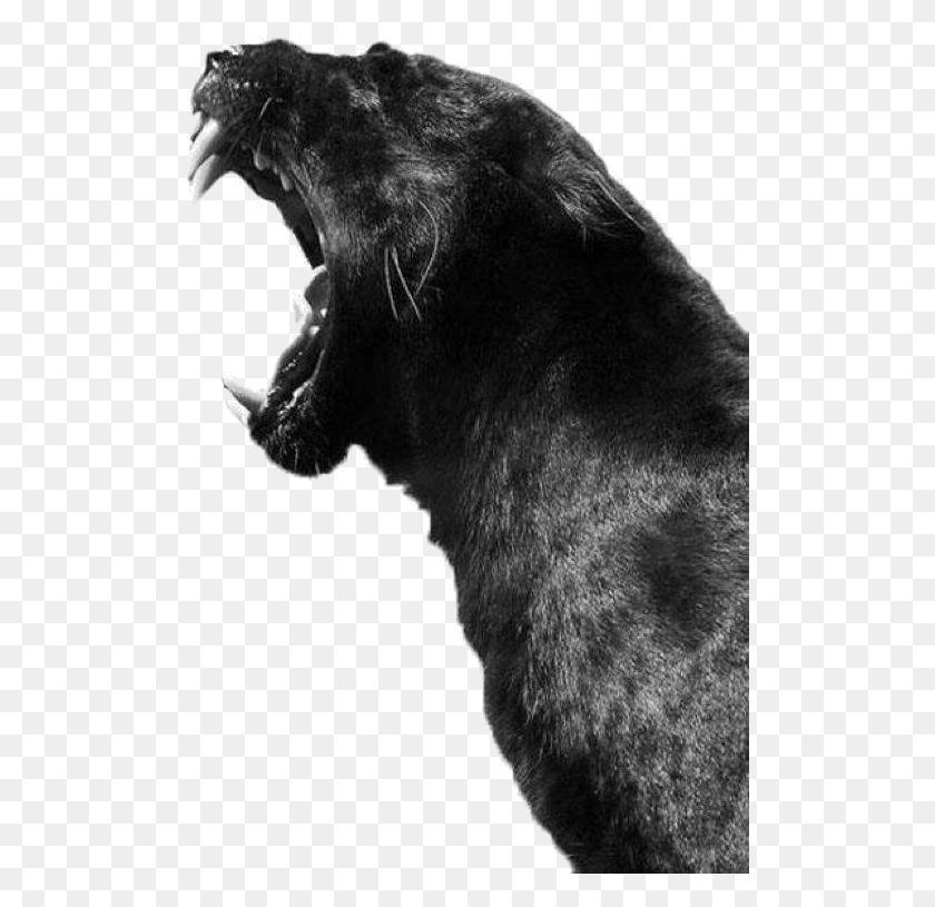 507x755 Новая Пантера Черная Пантера С Открытым Ртом, Млекопитающее, Животное, Дикая Природа Hd Png Скачать