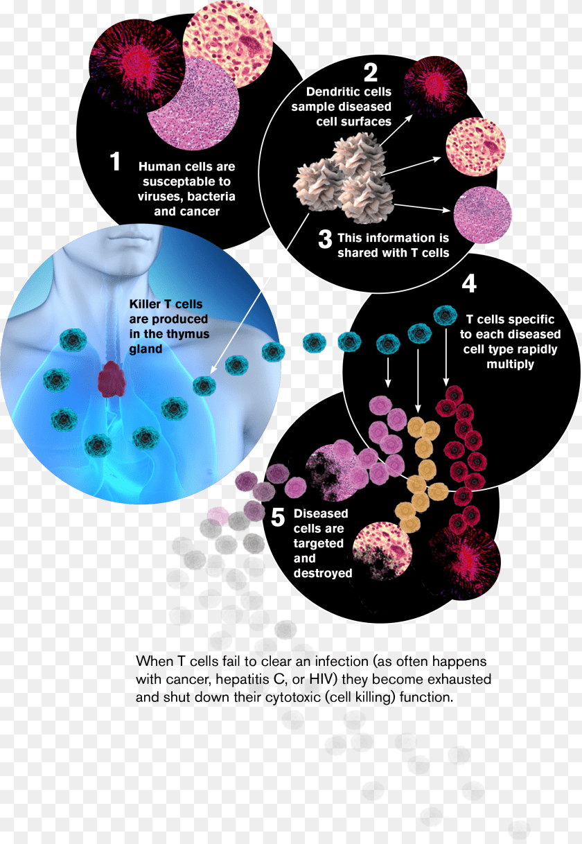 1951x2829 New Research Probes Key Component Of The Immune System Asu Immune System Is Key, Woman, Female, Person, Adult Clipart PNG
