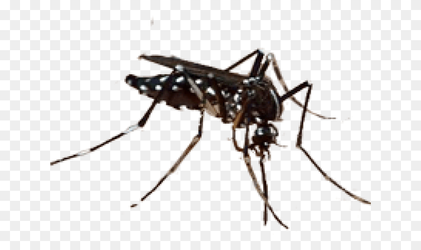 641x438 New Species Discovered 2011, Mosquito, Insect, Invertebrate HD PNG Download