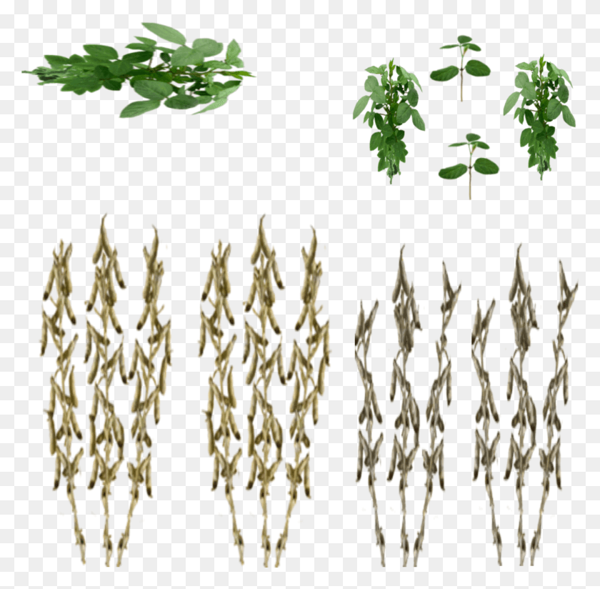 2037x1996 New Texture Weapon, Plant, Grain, Produce HD PNG Download