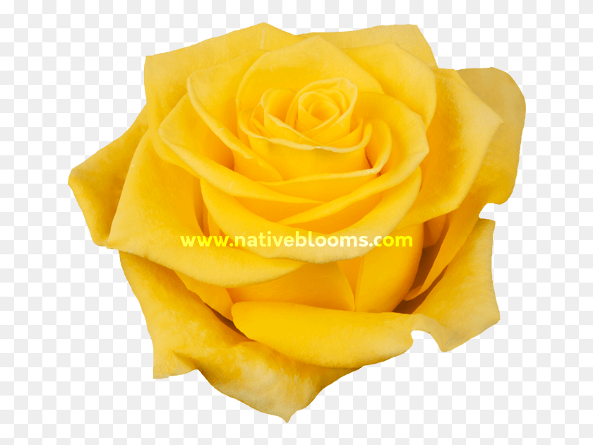 650x570 Новые Желтые Розы Флорибунда, Роза, Цветок, Растение Hd Png Скачать