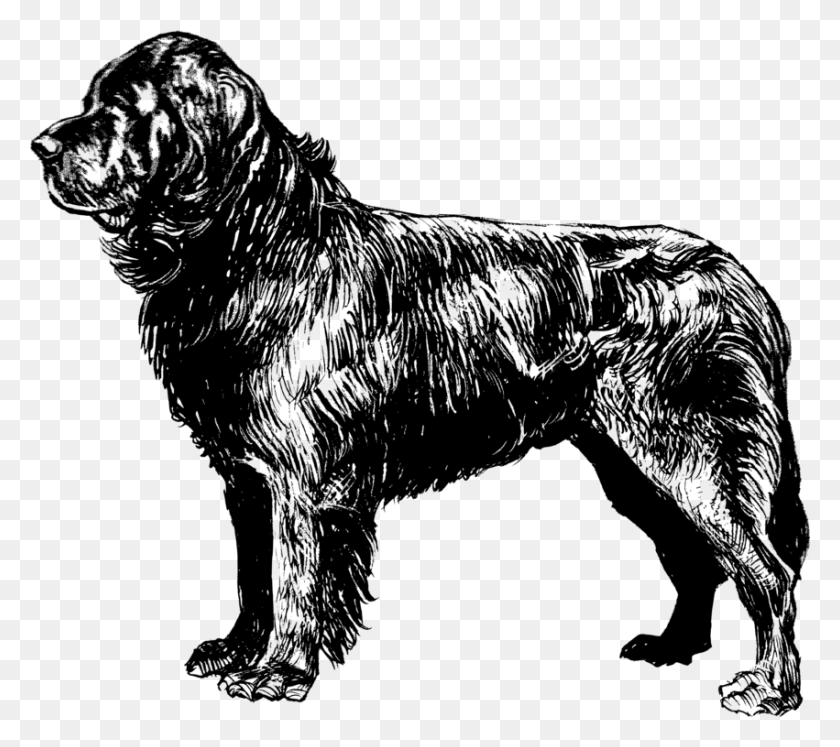 851x750 Perro De Terranova, Labrador Retriever, Cachorro De Caniche, Beagle, Perro De Terranova Png
