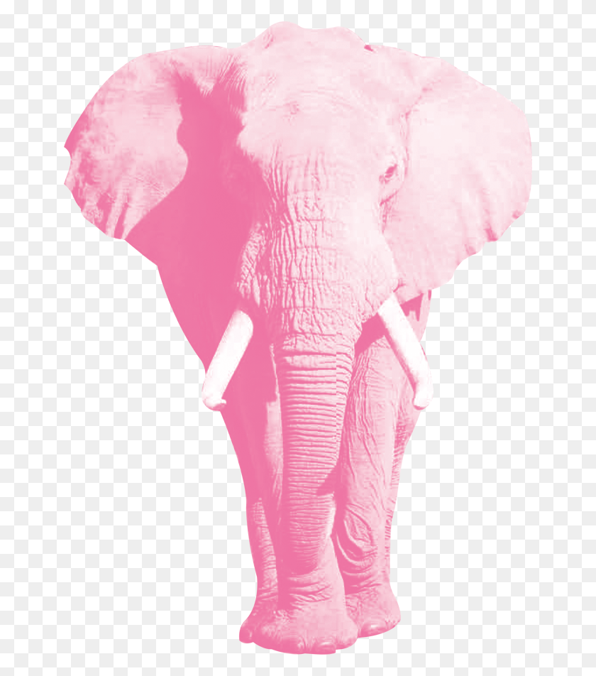 660x892 Новости Африканский Слон Вырезано, Дикая Природа, Животное, Млекопитающее Hd Png Скачать