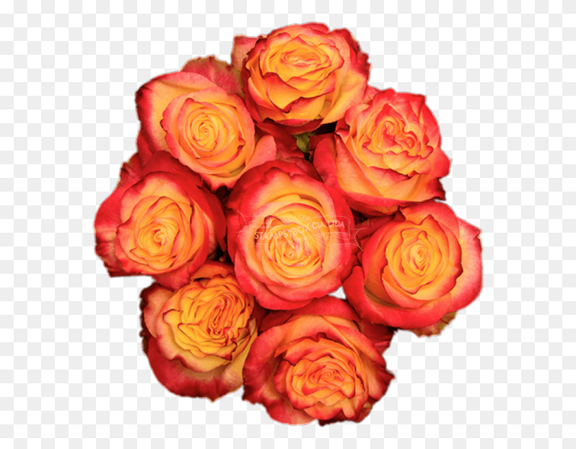 573x596 News Flash Floribunda, Rose, Flower, Plant HD PNG Download