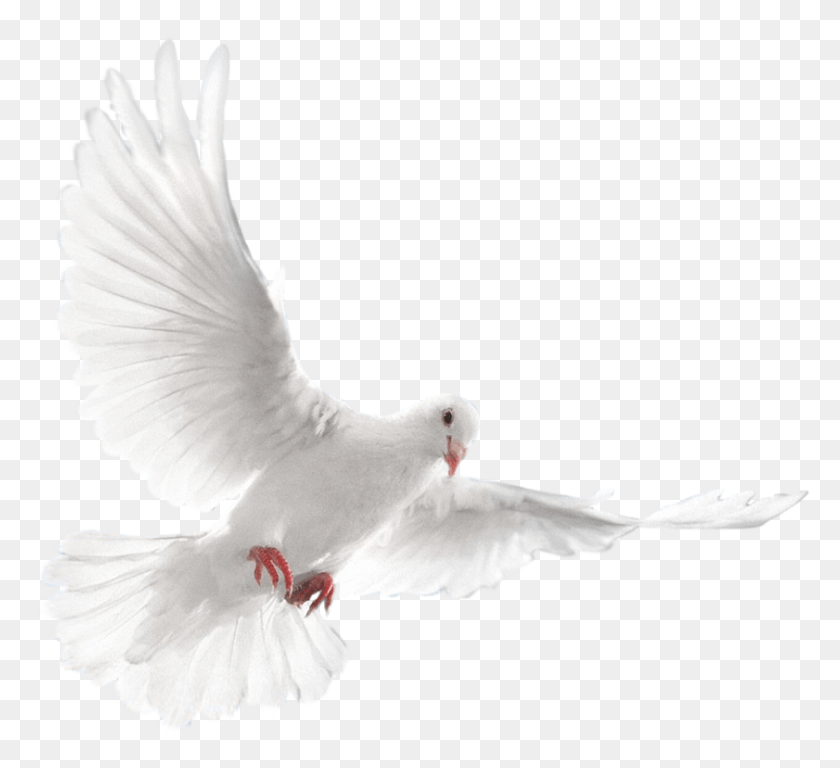841x764 News White Dove Bird, Animal, Pigeon HD PNG Download