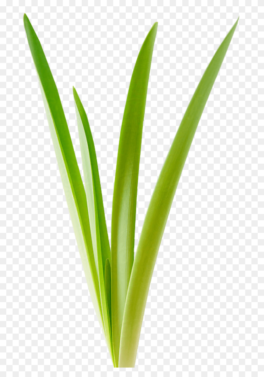 698x1138 Newspring Growth Grass, Plant, Flower, Blossom HD PNG Download