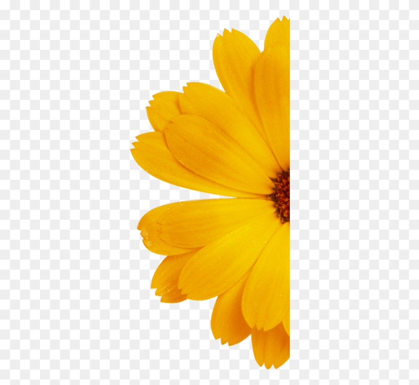 323x711 Next English Marigold, Plant, Flower, Blossom HD PNG Download