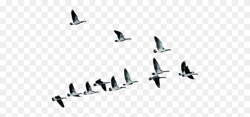 495x332 Next Generation Talent Flock, Flying, Bird, Animal Descargar Hd Png