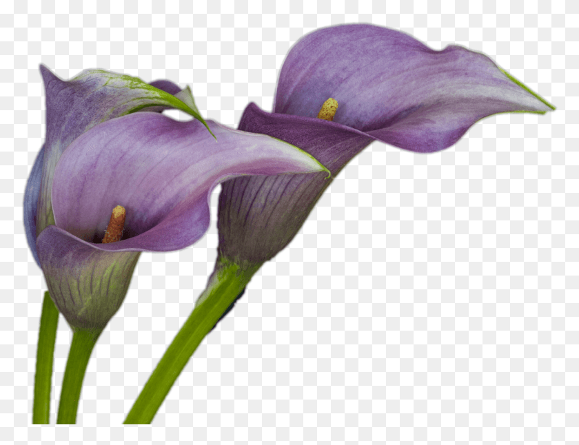 1235x929 Следующий Открыть Некоторые Каллы Фиолетовые Каллы Лилии, Растение, Ирис, Цветок Png Скачать