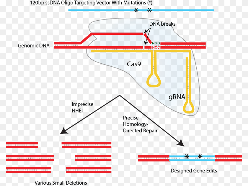 800x631 Nhej And Hdr Cas9 Single Stranded Dna, Chart, Plot PNG