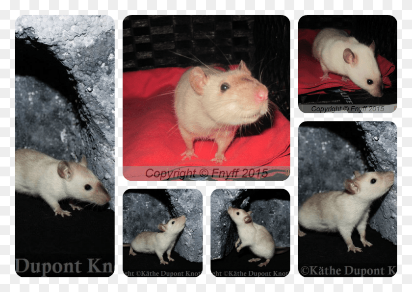 961x661 Nicerats Ceviche Fdt Rat, Rodent, Mammal, Animal HD PNG Download