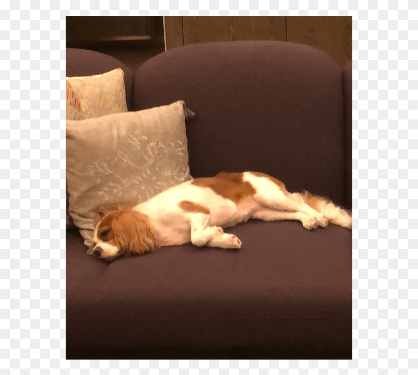 577x693 Nick Hsu Companion Dog, Furniture, Couch, Armchair HD PNG Download