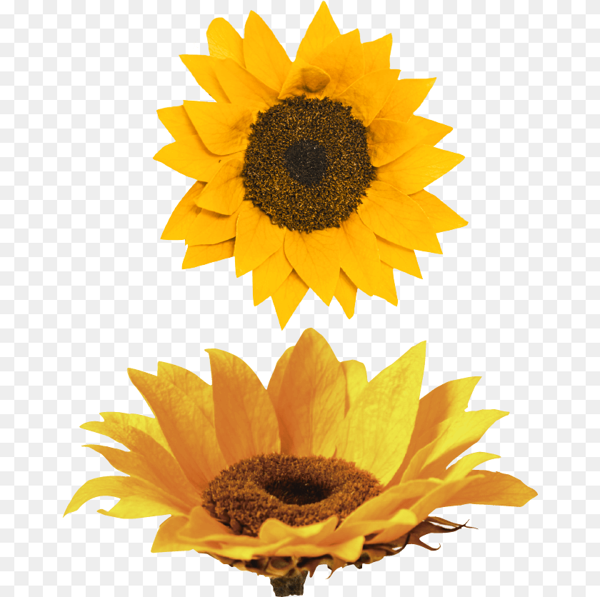 668x836 Nido Girasol Sunflower, Flower, Plant Transparent PNG
