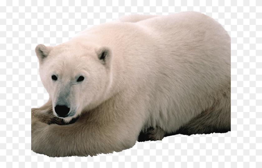 640x480 Niedwied Polarny, Bear, Wildlife, Mammal HD PNG Download