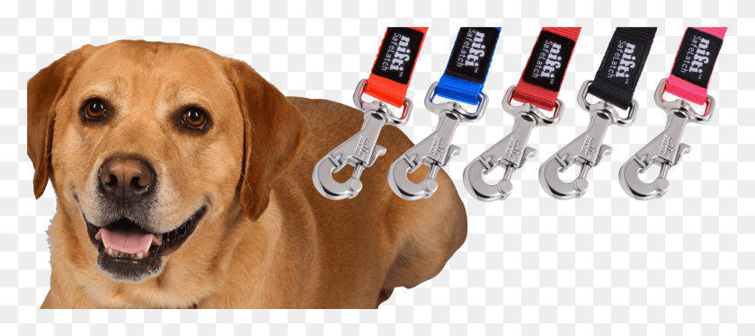 3755x1513 Nifti Safelatch Dog Leash HD PNG Download