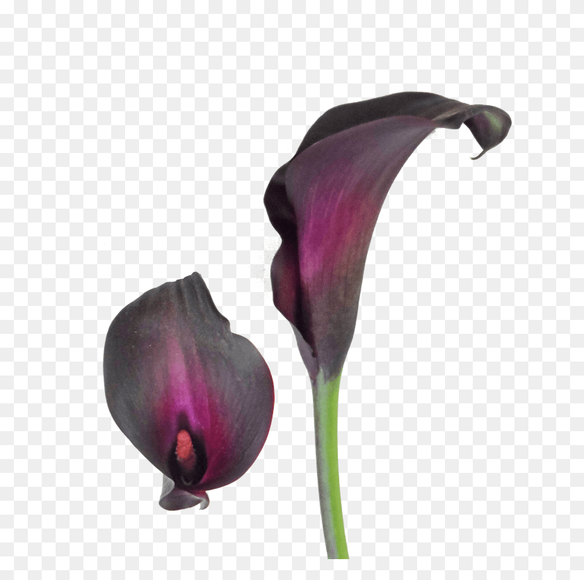 634x774 Night Life Black Calla Lily Is A Black Colored Calla Purple Calla Lilies, Plant, Petal, Flower HD PNG Download