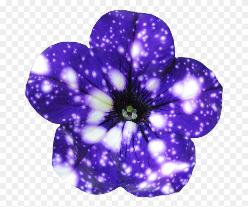 677x642 Night Sky Petunia Night Sky Petunia Flower, Purple, Petal, Plant HD PNG Download