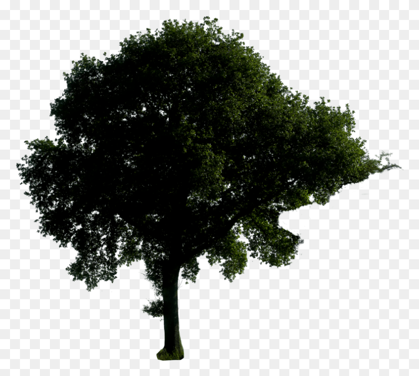 788x702 Night Tree Tree At Night, Plant, Nature, Outdoors Descargar Hd Png