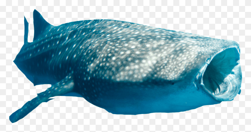 855x421 Ningaloo Whale Shark Cutout Whale Shark Transparent, Sea Life, Animal, Fish HD PNG Download