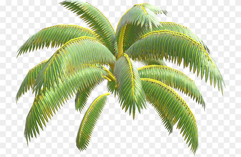Nintendo Switch Arms Palm Tree Leaves The Models Resource Fresh, Fern, Leaf, Palm Tree, Plant Transparent PNG