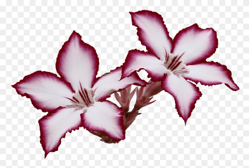 913x594 Нисан Айнда, Растение, Цветок, Цветение Hd Png Скачать