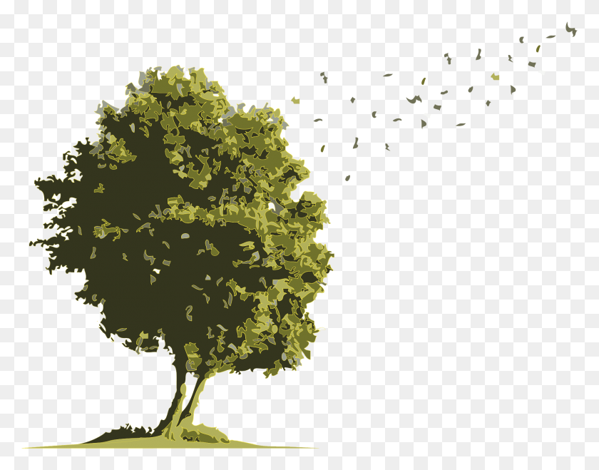 1855x1426 No Buses For Arbol Acuarela, Plant, Tree, Vegetation HD PNG Download