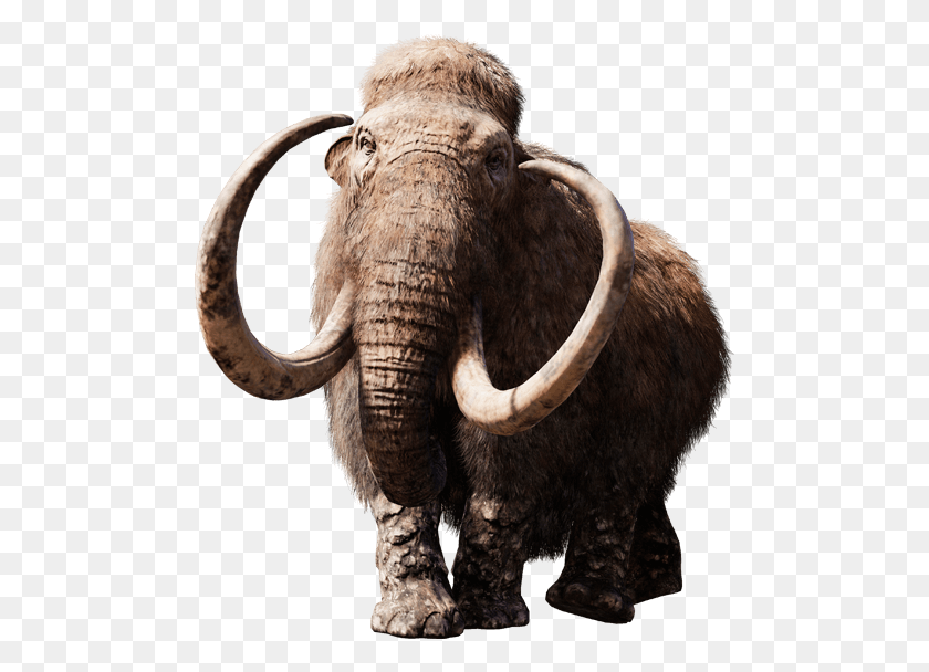 489x548 Png Без Подписи Imagenes De Mamud, Слон, Дикая Природа, Млекопитающее Png Скачать