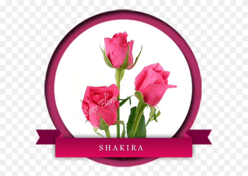 599x536 No It39s Not The Famous Singer Shakira But Yes Beautiful Garden Roses, Rose, Flower, Plant HD PNG Download