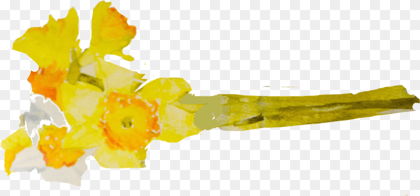 1328x619 No Matter How I Memorize Them I Just Enjoy Seeing Watercolor Painting, Daffodil, Flower, Plant Sticker PNG