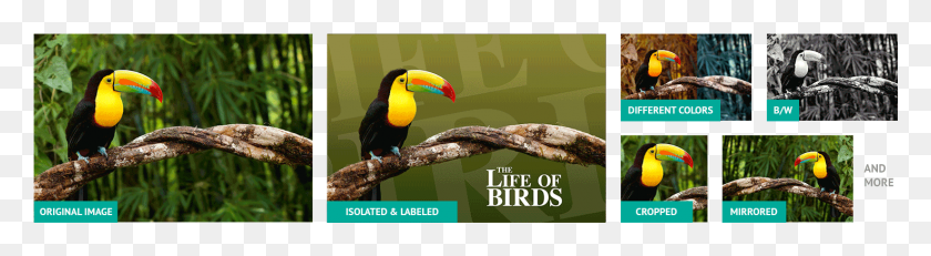 1473x323 No Matter How Much Your Images Have Been Altered We39ll Toucan, Bird, Animal, Beak HD PNG Download
