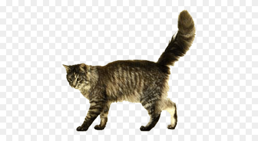 439x400 No Year Of The Cat Kitten Dog Clip Art Cat Walking, Pet, Mammal, Animal HD PNG Download