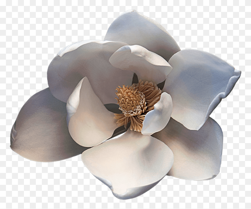 776x641 Noble Viii Magnolia Magnolia Transparent Background, Flower, Plant, Blossom HD PNG Download