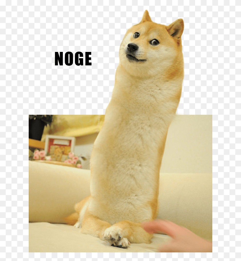 640x850 Noge Shiba Inu Akita 2048 Dog Dog Like Mammal Dog Breed Noge Doge, Pet, Canine, Animal HD PNG Download