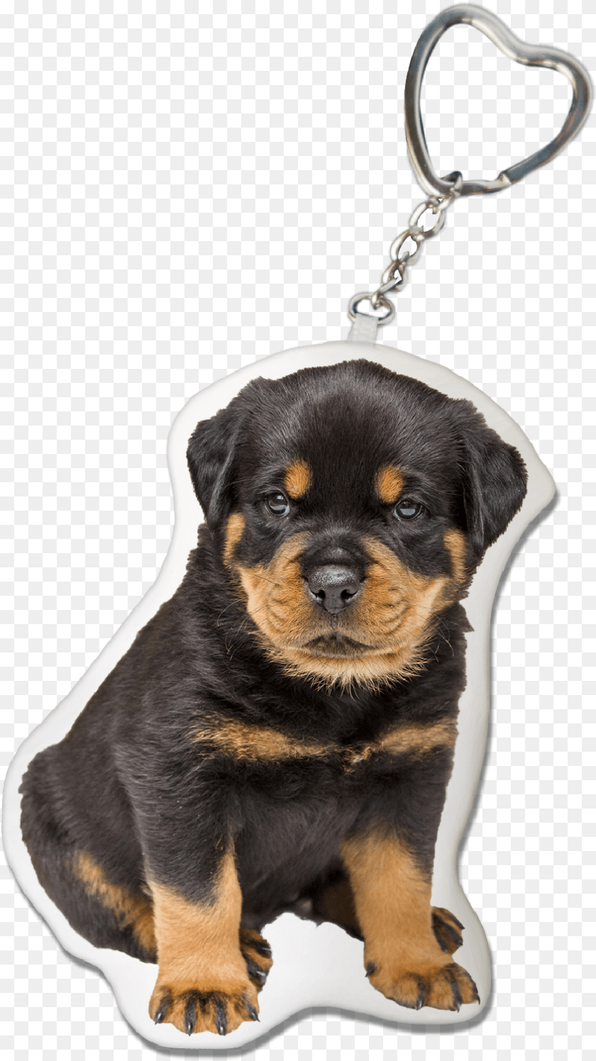 Nomes Para Cachorro Rottweiler, Animal, Canine, Dog, Mammal Transparent PNG