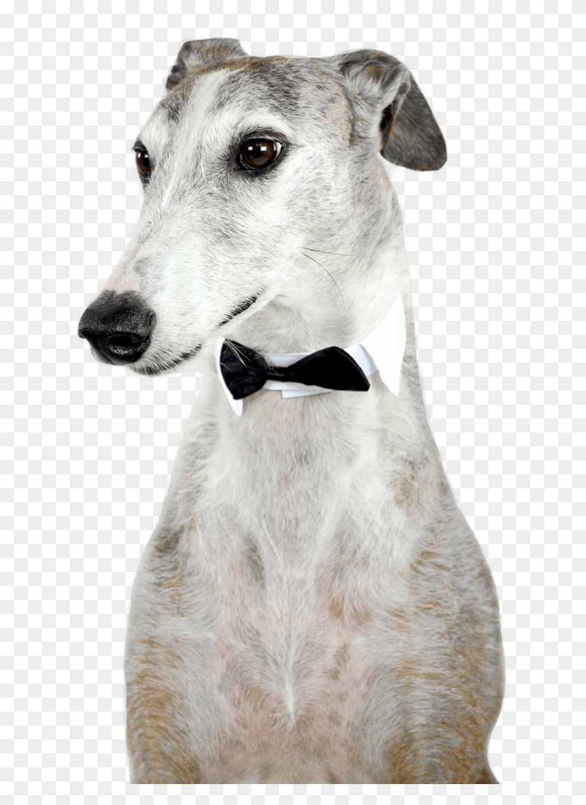 638x1094 Non Profit Animal Blood Bank And Greyhound Galgo Cabeza, Dog, Pet, Canine HD PNG Download