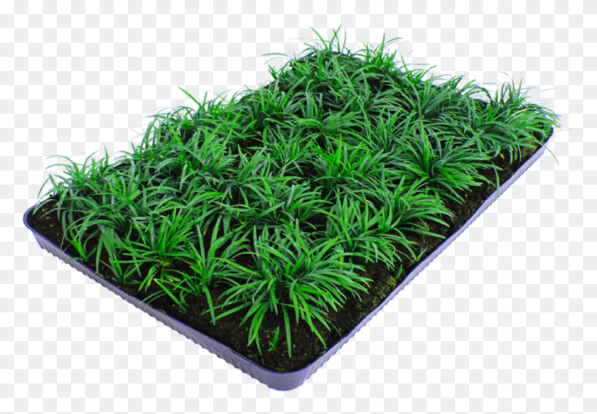 860x577 Nordestprati Ophiopogon Japonicus Nana Liverwort, Moss, Plant, Vegetation HD PNG Download