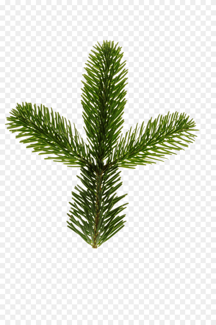 Nordmann Fir Clip, Conifer, Plant, Tree, Pine Clipart PNG