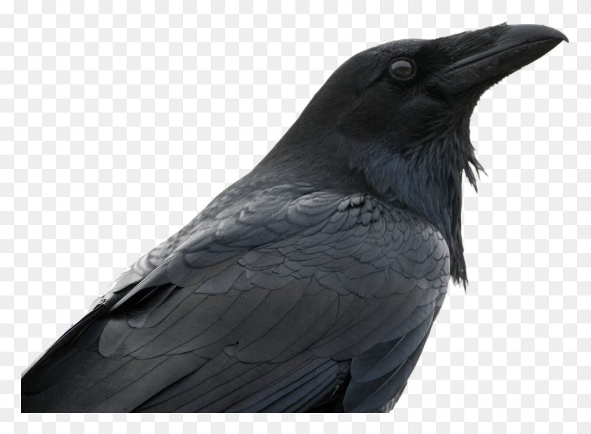 2194x1567 Normal Person Black Me An Intelectual, Bird, Animal, Crow HD PNG Download
