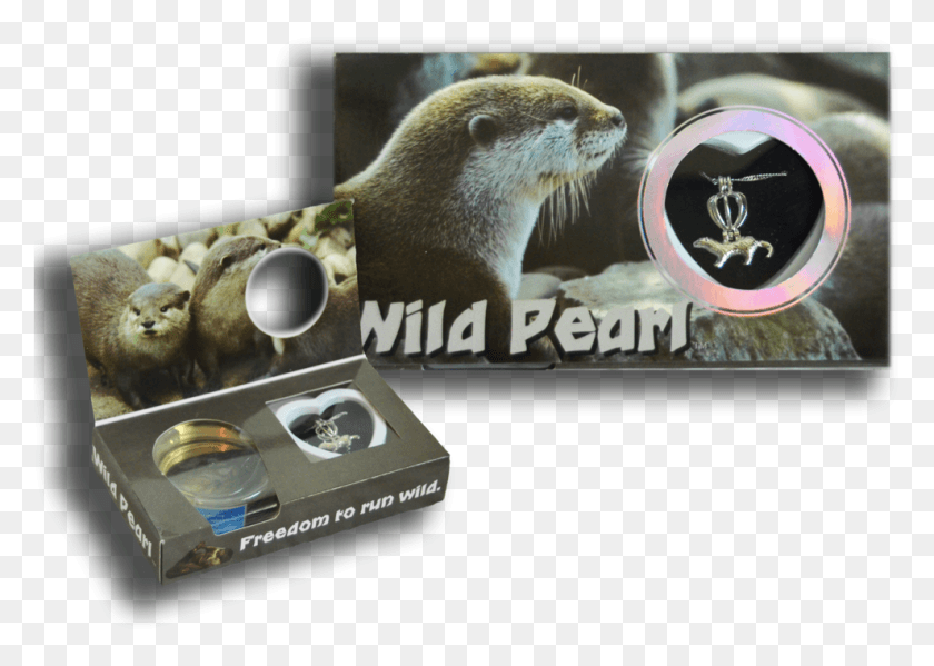 989x684 North American River Otter, Wildlife, Animal, Mammal HD PNG Download