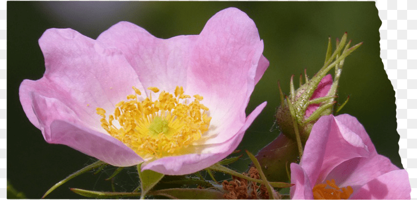 North Dakota Rosa Canina, Anemone, Anther, Flower, Geranium Clipart PNG