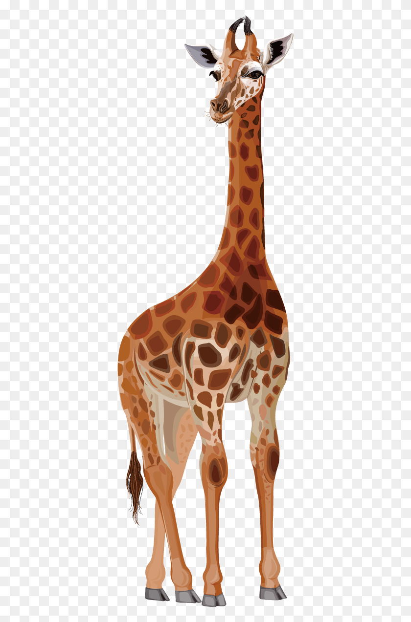 361x1213 Northern Giraffe Deer Drawing Cartoon Giraffe Transparent Chrome, Plant, Wildlife, Mammal HD PNG Download