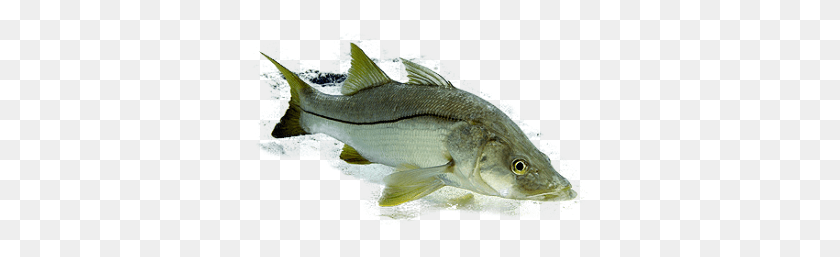 340x197 Northern Largemouth Bass, Fish, Animal, Perch HD PNG Download